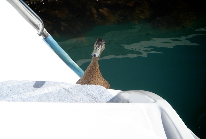Gulf harbour Duck